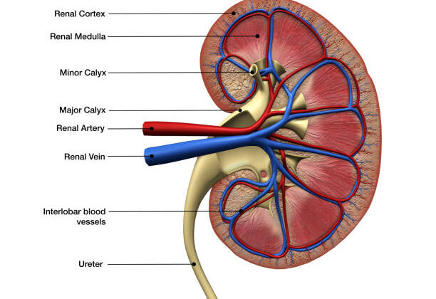 Functional Unit of the Kidney