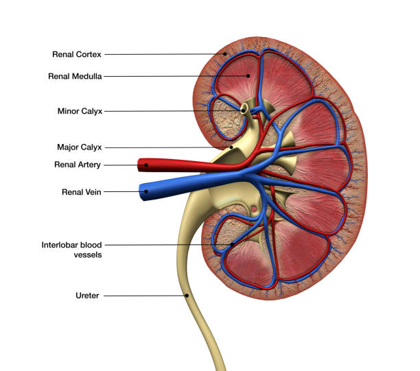 Functional Unit of the Kidney
