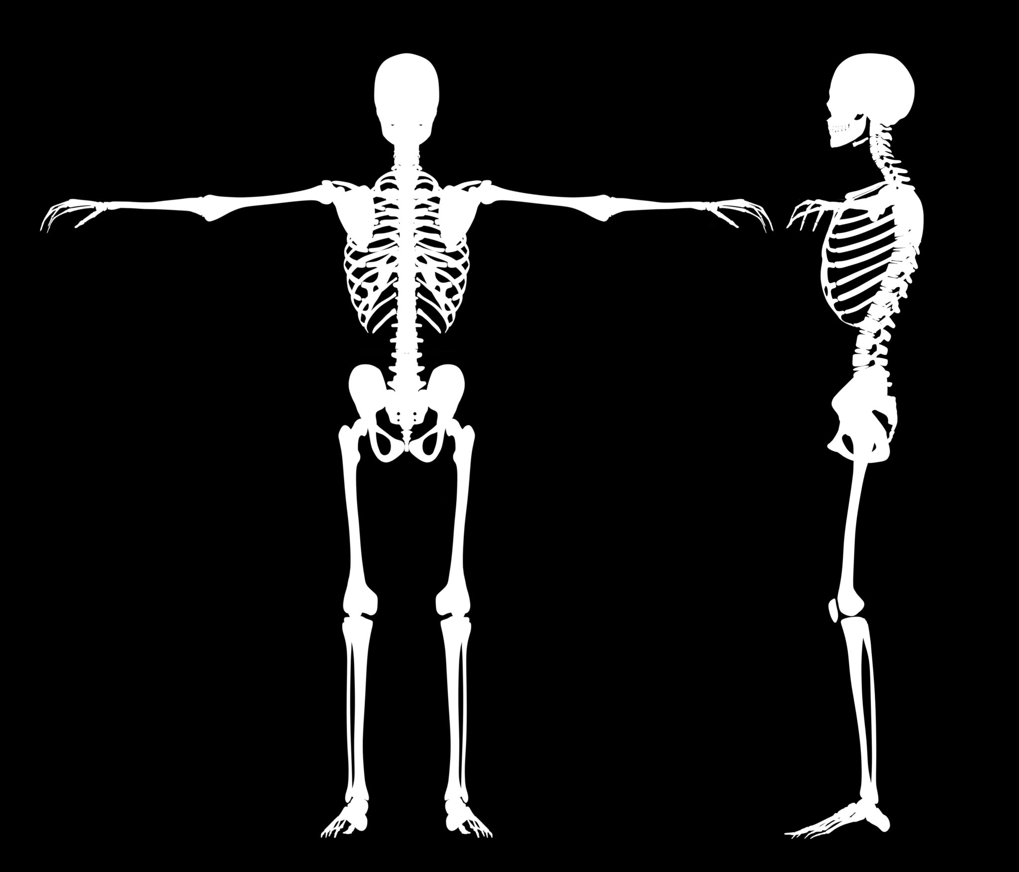 Learn Now the Strongest Muscle in the Human Body - 2023 - Meds Helper